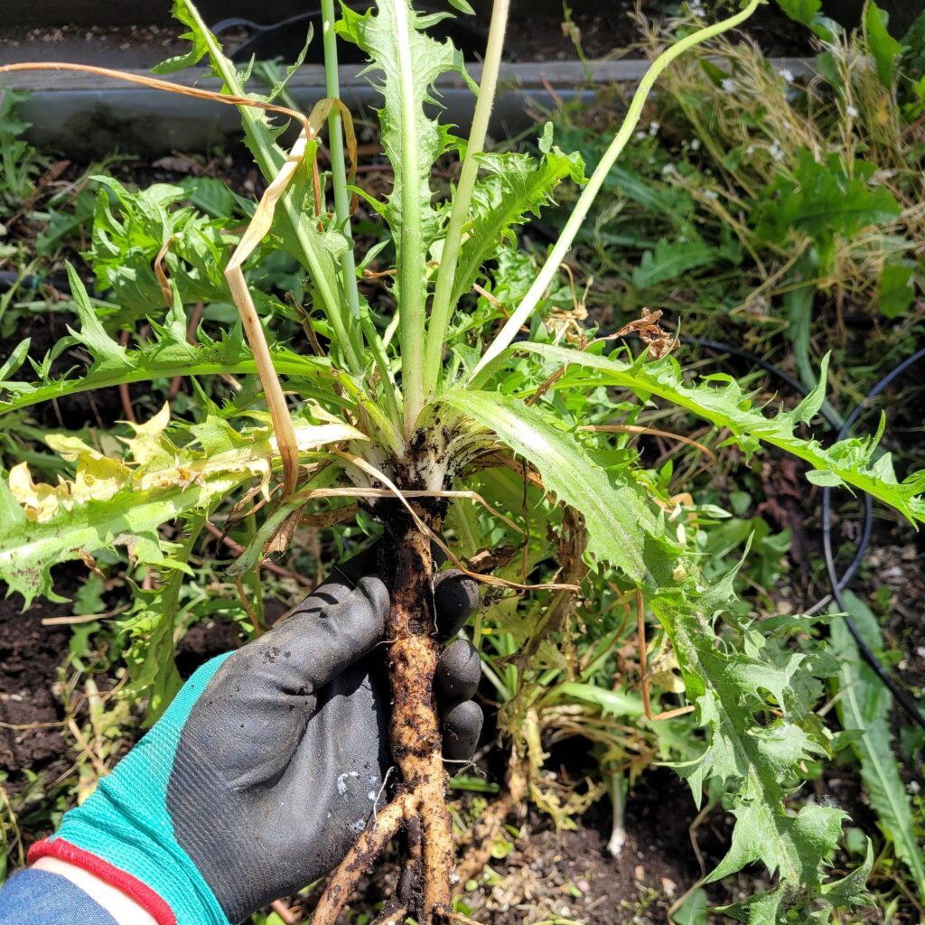 dandelion root held by a gloved hand